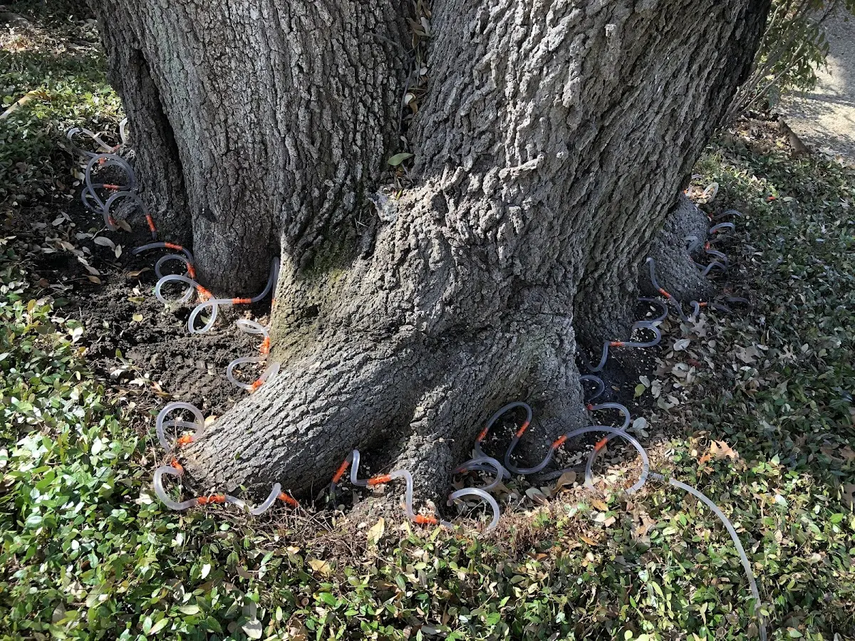 Detailed Tree Cabling and Bracing job site in South China