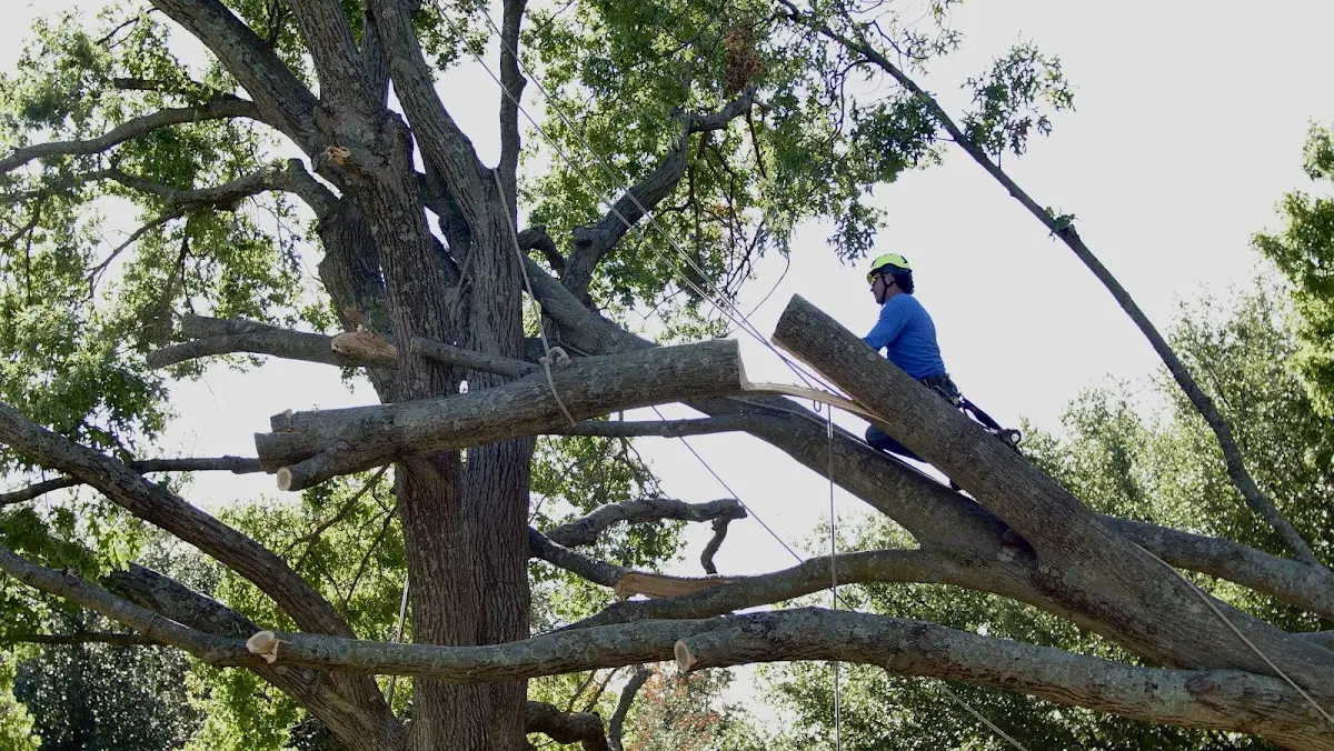 Professional Hazardous Tree Removal performed by certified arborists in South China
