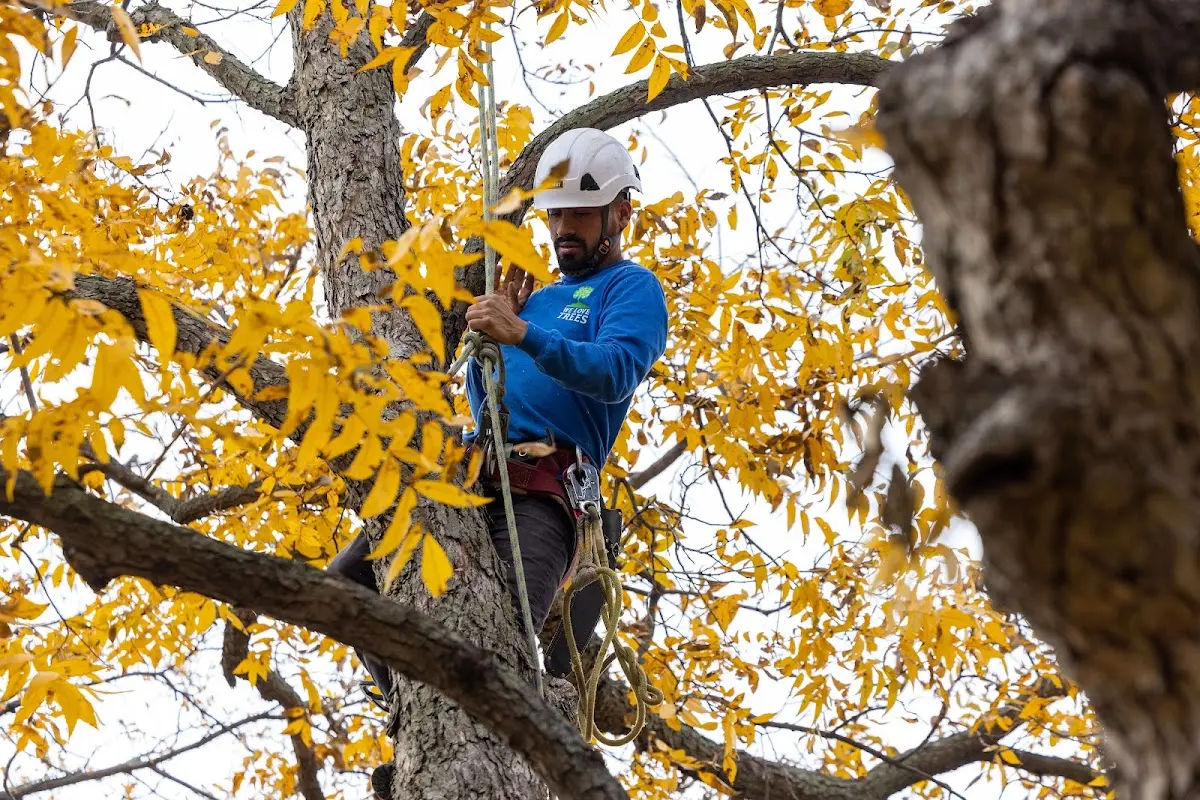 Skilled Tree Pruning crew working in South China
